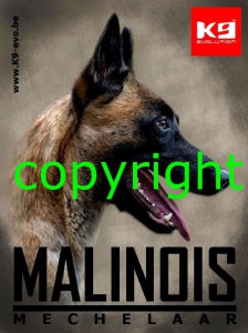 https://www.k9-k4.be/files/modules/products/1226/photos/product_malinois-sticker.JPG