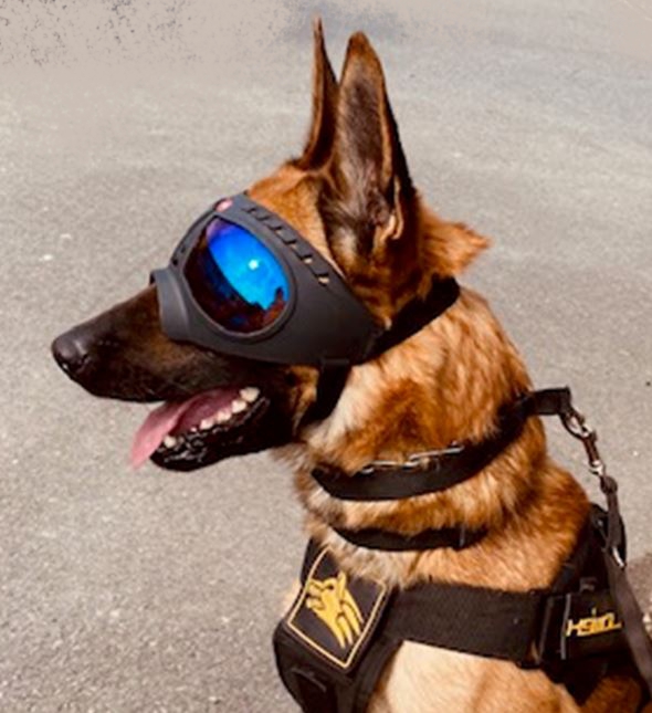 proza Horzel Nauwkeurig K9 Tactical Goggles - MCRS-K9 VESTEN EN TOEBEHOREN VOOR MCRS MAGNETISCHE  TRAINING, K9-BELGIUM, K9 HARNAS, K9-K4, ORIGINAL K9, DOGSPORT GEAR,  K9-OUDENAARDE, K9-EVOLUTION, DOG HARNAS, K-9 HONDENHARNAS KOPEN, MCRS,  K9-STORE, DOG SUPPLIES, GAPPAY,