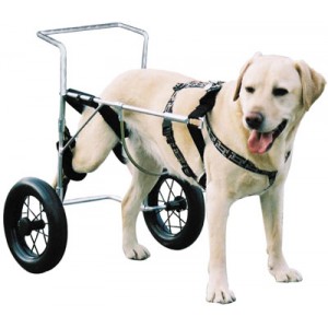 Voorschrijven loyaliteit Zoek machine optimalisatie Handy Dog Cart - Hondensport artikelen, K9 hondenmateriaal webshop,  hondensportartikelen, hondensport, hondenbenodigdheden, hondensport  materiaal, k9, hond, k9 hondensport, k9 artikelen kopen, k9 hondenartikelen  shop,hondenartikelen,k9 webshop ...