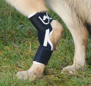 https://www.k9-k4.be/files/modules/products/993/photos/product_brace-ligament.JPG